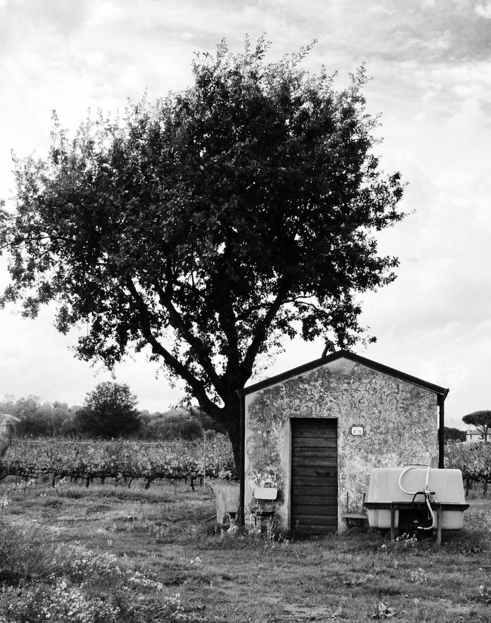 La Cipriana Villa Castagneto Carducci Exterior photo
